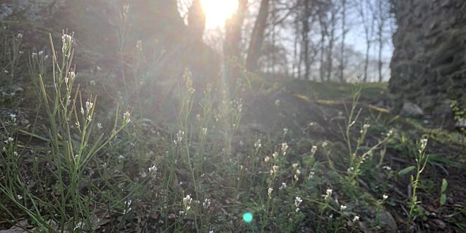 Bodemvruchtbaarheid van de akkerbouw- en weilandpercelen in België en Noordelijk Frankrijk (2020-2023)